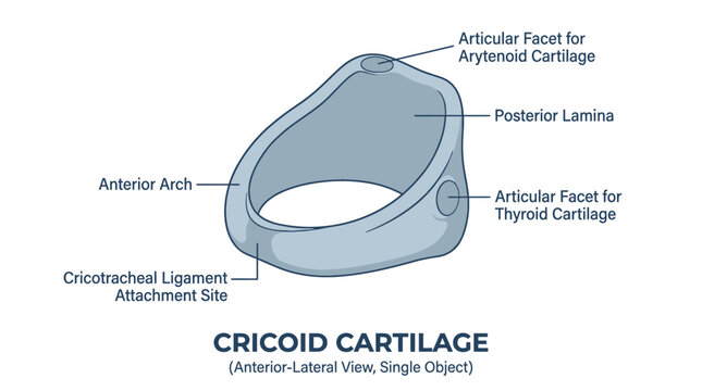 Cricoid Cartilage Anatomy Diagram with Labels