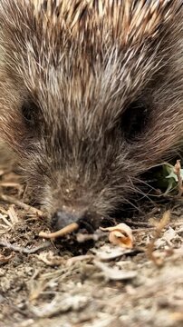 Wild hedgehog explores dry woodland ground in close up, small wildlife, natural habitat, curious animal behavior, outdoor forest environment.