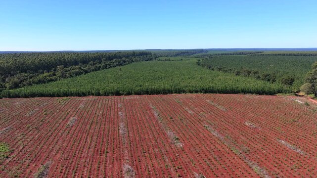 Commercial pine and eucalyptus plantations border native Atlantic Forest across red lateritic soils in Misiones, Argentina, illustrating industrial silviculture, forestry management, drone flyover