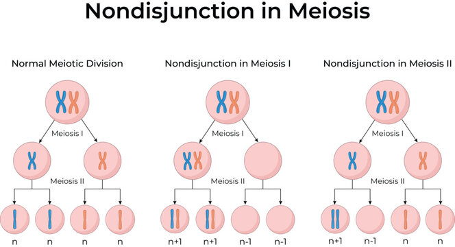 Nondisjunction in Meiosis Chromosome Division Diagram Vector.