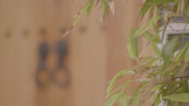 Korean Traditional Wooden Door with Bamboo Leaves Swaying in the Foreground