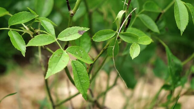 Close-up rose leaves with black spot showcasing signs of disease and environmental stress. Rose hip damage. Garden problems. Plants care. Fungal disease of roses caused by the fungus Marssonina rosae.