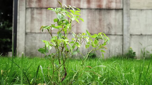 Growth of Healthy Rose bush among green lawn on gray fence background. A Shrub rose seedling. Schneewittchen variety. Young plant with glossy green leaves on stems. Ornamental garden plant.
