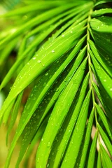 Water drops on green leaves closeup, wet palm tree branch after rain, tropical leaf texture, fresh foliage pattern, dew droplets on plant, natural floral eco botanical background, spring summer nature © Vera Shestak