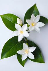 Naklejka premium Close-up of fresh jasmine flowers with green leaves