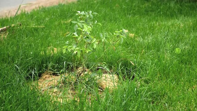 Healthy Rose bush with dry organic mulched grass. A Shrub rose seedling. Schneewittchen variety. Young rose plant with glossy green leaves on stems without thorns. Ornamental garden plant.