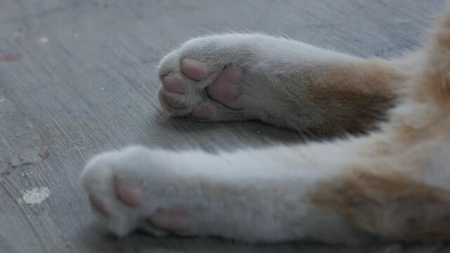 Close Up Of Cat Paws Resting On Concrete Floor