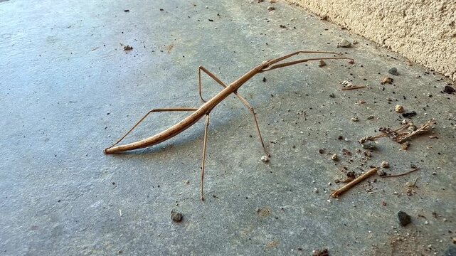 Stick insect (Phasmatodea) displays elongated twig mimicry while resting on a concrete surface, revealing cryptic camouflage and defensive morphology, static close up.
