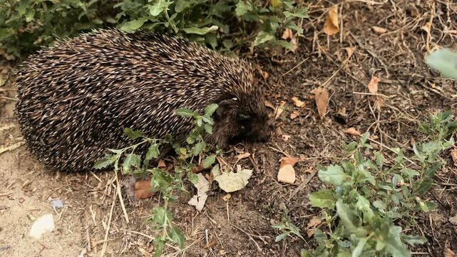 Wild hedgehog forages among dry leaves in its natural habitat, small wildlife, animal behavior, woodland nature, curious mammal searching for food.