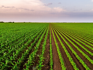 Obraz premium Growing corn and soybean fields at sunset rural landscape