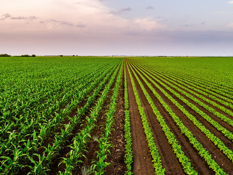 Growing corn and soybean fields at sunset rural landscape
