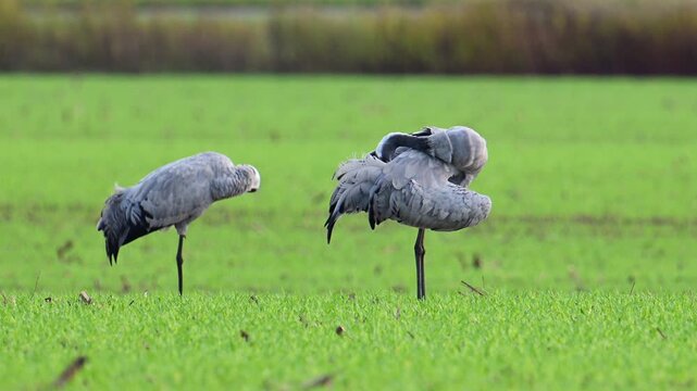 Common Crane or Eurasian Crane (Grus Grus) feeding and resting in a field near Diepholz in Germany during the autumn migration. 