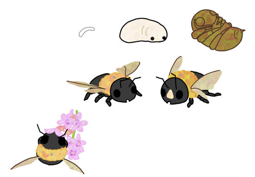 Growth of Xylocopa
