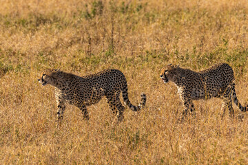 Arusha, Tanzania - 11 July 2026 - Cheetah in the Serengeti National Park © eyeworld