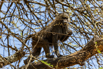 Arusha, Tanzania - 23 June 2026 - Baboon in the Lake Manyara National Park © eyeworld