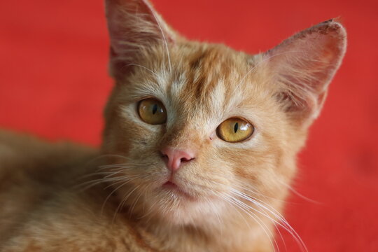 An adorable ginger orange cat looking directly at the camera with curious and gentle eyes, capturing a sweet pet portrait against a solid red background.