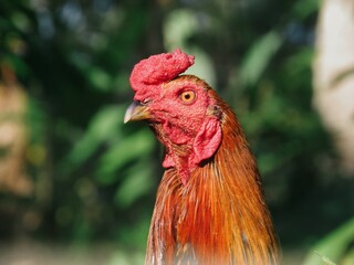 Detailed Profile Close-Up of a Rooster with a Distinctive Red Comb © DallihPF