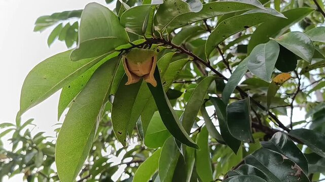 Close Up of Soursop Flower on Tree in Tropical Garden