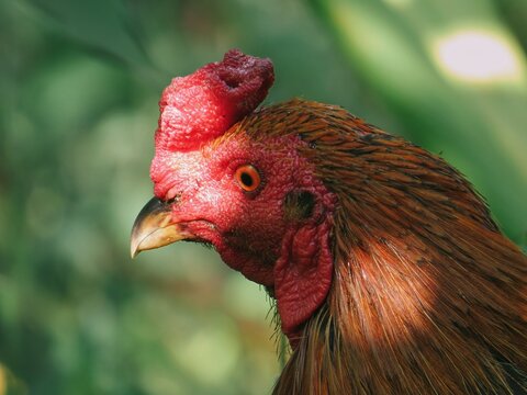 Detailed Profile Close-Up of a Rooster with a Distinctive Red Comb
