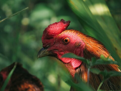 Detailed Profile Close-Up of a Rooster with a Distinctive Red Comb