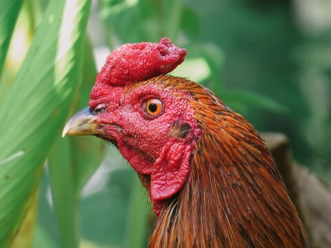 Detailed Profile Close-Up of a Rooster with a Distinctive Red Comb