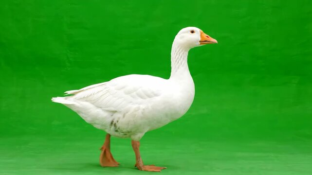 White goose walking in a seamless loop on a solid green screen background for chroma key compositing