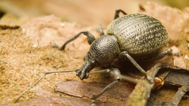 macro video of otiorhynchus pseudonothus vine weevil resting 