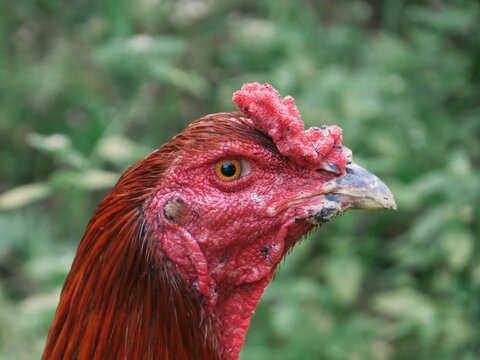 Detailed Profile Close-Up of a Rooster with a Distinctive Red Comb