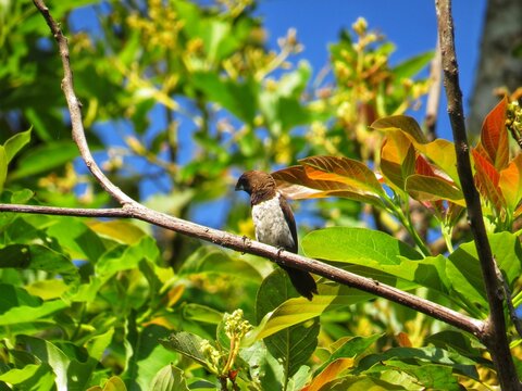 Javan Munia Small Passerine Bird Perched on a Tree Branch in Sunny Daylight