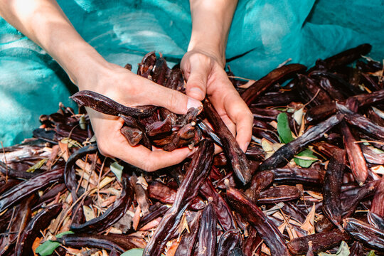 freshly picked carob pods in a Spanish plantation
