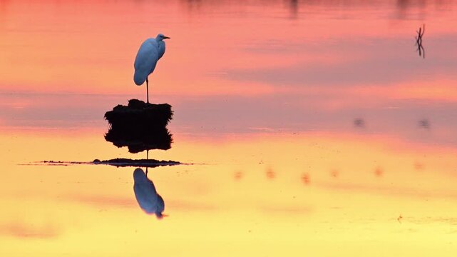 Great egret (Ardea alba), also known as the common egret, large egret or (in the Old World) great white heron in a sunset over a lake. 