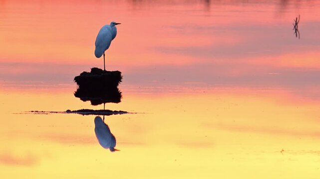 Great egret (Ardea alba), also known as the common egret, large egret or (in the Old World) great white heron in a sunset over a lake. 