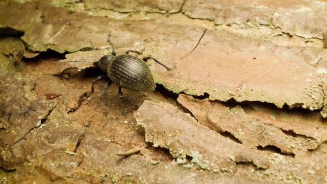 Otiorhynchus pseudonothus weevil crawling on green leaf &ndash; detailed macro