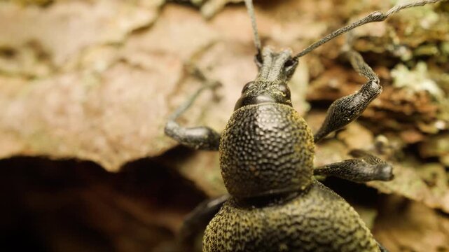 Detailed macro of Otiorhynchus pseudonothus weevil on natural vegetation