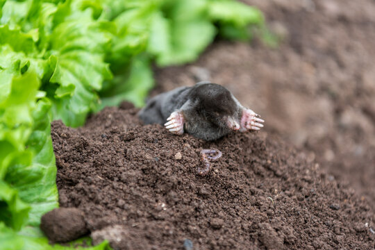 European Mole with Earthworm on Molehill in Vegetable Garden