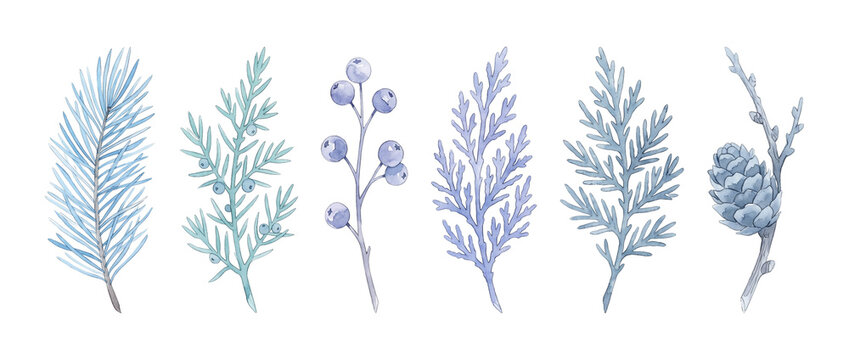 Watercolor winter conifer branches set with blue pine needles, juniper berries, cedar leaves and pinecone isolated on black background for elegant Christmas holiday design, botanical illustration.