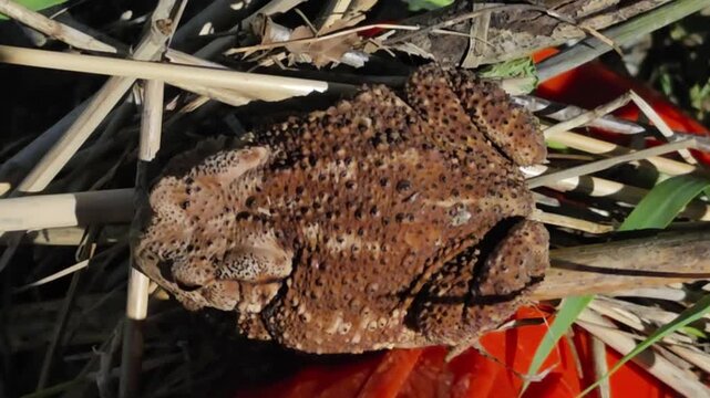 Asian Toad Resting on Fallen Grass at Night