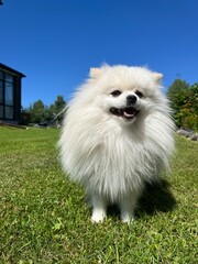 Fototapeta premium white pomeranian dog