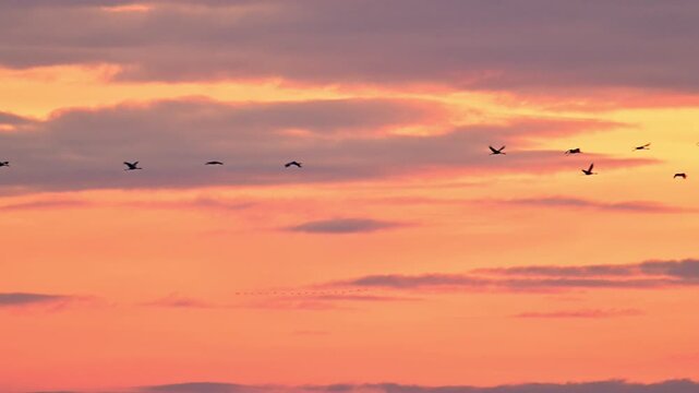Common Cranes or Eurasian Cranes (Grus Grus) flying in the air during sunset near Diepholz in Germany during the autumn migration. 