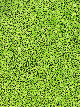 Bright green duckweed covering calm water surface creating natural aquatic texture seamless background with floating freshwater plants vibrant ecology abstract environmental pattern