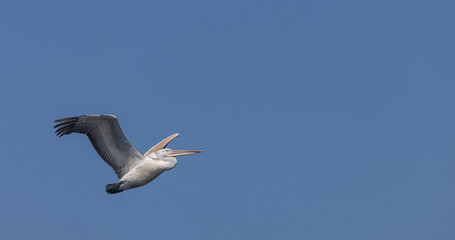 Obraz premium Dalmatian pelican (Pelecanus crispus) flying in sky.