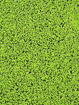 Bright green duckweed covering calm water surface creating natural aquatic texture seamless background with floating freshwater plants vibrant ecology abstract environmental pattern