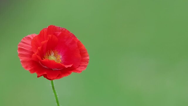 Common Red Poppy flower, Papaver rhoeas, single bloom moves gently in a breeze soft green bokeh background copy text space