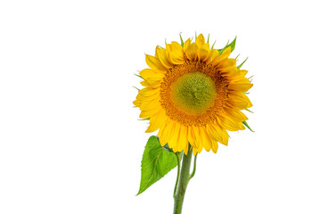 Fototapeta premium yellow sunflower isolated on white
