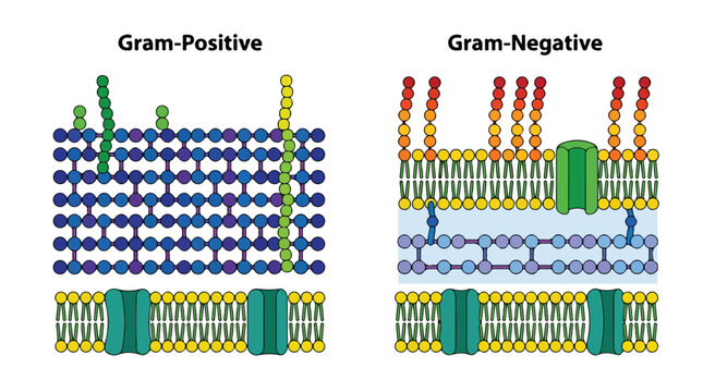 Gram-positive and gram-negative bacterial cell wall structure vector, medical diagram of peptidoglycan layer and plasma membrane, microbiology education infographic