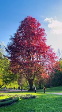 Red beech tree displaying vibrant foliage in a scenic public park. Green grass contrasts with purple and copper leaves of the historical Fagus sylvatica. Gentle sunlight illuminates the majestic crown