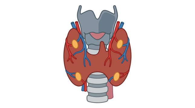 Thyroid gland and parathyroid glands anatomical vector, human endocrine system diagram, medical illustration of neck organs and blood vessels