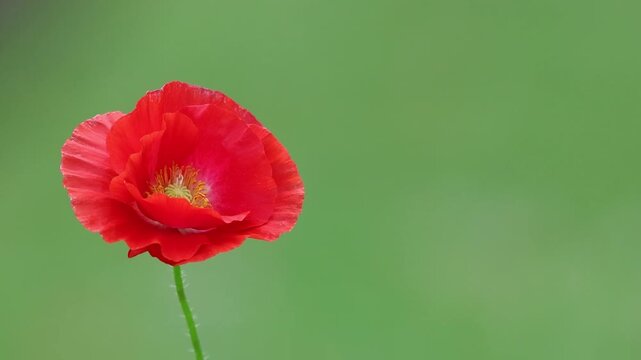 Common Red Poppy flower, Papaver rhoeas, single bloom moves gently in a breeze soft green bokeh background copy text space