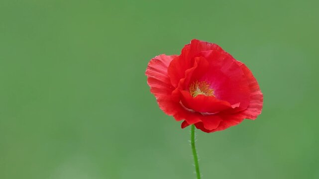 Common Red Poppy flower, Papaver rhoeas, single bloom moves gently in a breeze soft green bokeh background copy text space