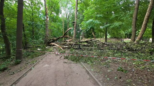 Fallen trees and massive roots block a pathway in a dense green park after a severe summer hurricane. Broken branches scatter across the ground. Red and white warning tape restricts access.